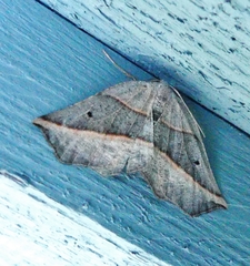 Metanema determinata
