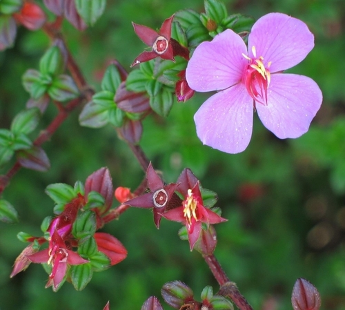 Image of Monochaetum vulcanicum by (c) Zac Peterson, some rights reserved (CC BY)