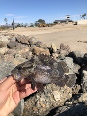 Sebastes rastrelliger