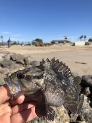 Sebastes rastrelliger