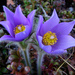 Pulsatilla patens - Photo (c) Alfred Cook, μερικά δικαιώματα διατηρούνται (CC BY)