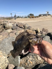 Sebastes rastrelliger