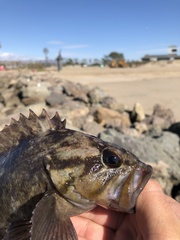 Sebastes rastrelliger