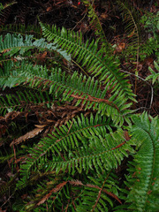 Polystichum californicum × munitum