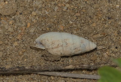 Odontostomidae
