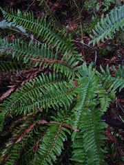 Polystichum californicum × munitum