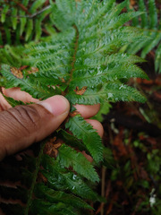 Polystichum californicum × munitum