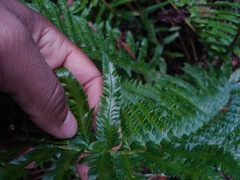 Polystichum californicum × munitum