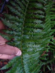 Polystichum californicum × munitum