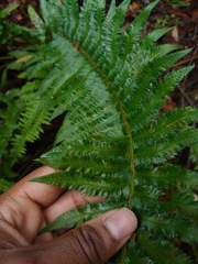 Polystichum californicum × munitum