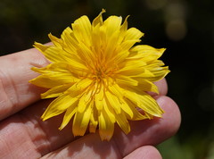 Microseris lanceolata