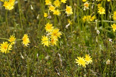 Microseris lanceolata