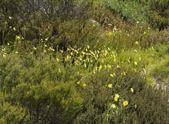 Microseris lanceolata