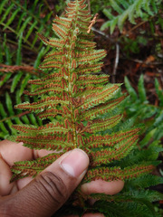 Polystichum californicum × munitum