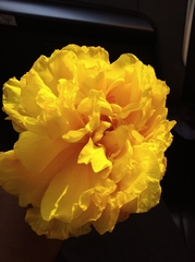 Cochlospermum