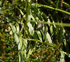 Microseris lanceolata