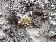 Gyalolechia desertorum