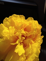 Cochlospermum