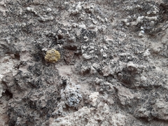 Gyalolechia desertorum