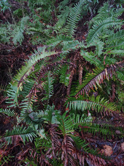 Polystichum californicum × munitum
