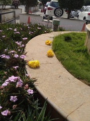 Cochlospermum
