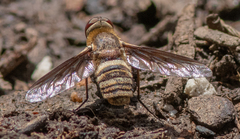 Exoprosopa brevirostris