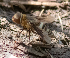 Exoprosopa brevirostris