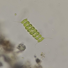 Desmodesmus perforatus