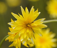 Microseris lanceolata