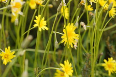 Microseris lanceolata
