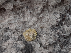 Gyalolechia desertorum