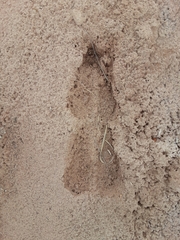 Oryx gazella