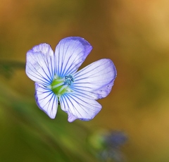 Linum bienne