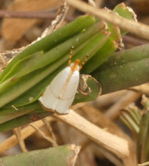 Argyria rufisignella
