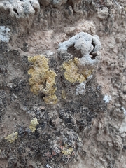 Gyalolechia desertorum