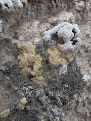 Gyalolechia desertorum