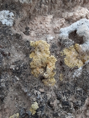 Gyalolechia desertorum