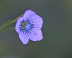 Linum bienne