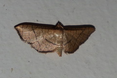 Hypolamprus ypsilon