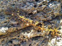 Carpophyllum plumosum