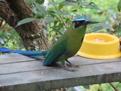 Momotus aequatorialis