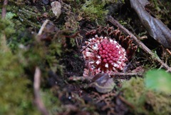 Langsdorffia hypogaea