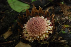 Langsdorffia hypogaea