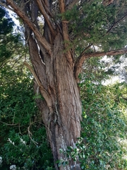 Podocarpus totara