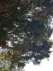 Podocarpus totara