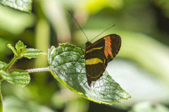 Heliconius besckei