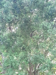 Prumnopitys taxifolia