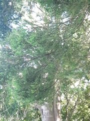 Prumnopitys taxifolia