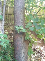 Prumnopitys taxifolia