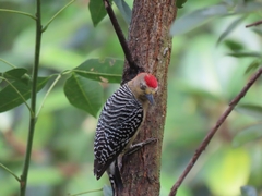 Melanerpes rubricapillus